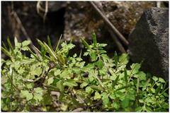 Cardamine trichocarpa